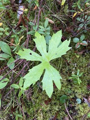 Petasites frigidus palmatus