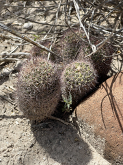 Mammillaria