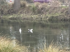 Larus dominicanus dominicanus