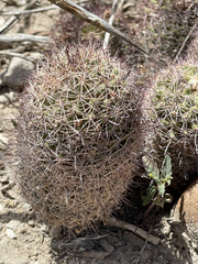 Mammillaria