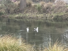 Larus dominicanus dominicanus