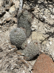 Mammillaria