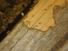 Reticulitermes hesperus
