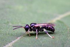 Clitemnestra
