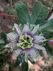Passiflora edulis