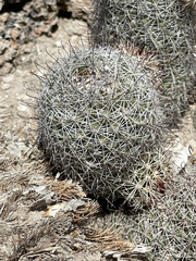 Mammillaria