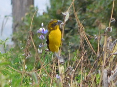 Pheucticus aureoventris