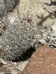Mammillaria