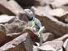 Crotaphytus bicinctores