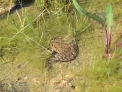 Rana luteiventris
