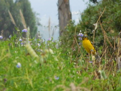 Pheucticus aureoventris