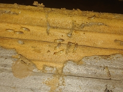 Reticulitermes hesperus