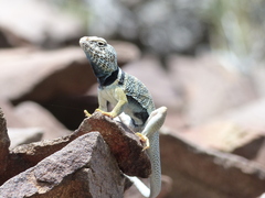 Crotaphytus bicinctores