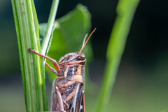 Schistocerca americana