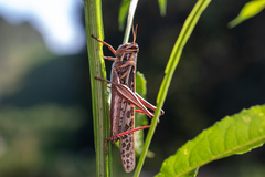 Schistocerca americana