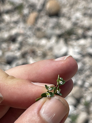 Euphorbia polycarpa