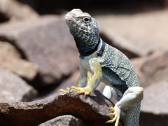 Crotaphytus bicinctores