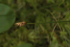 Carex chordorrhiza