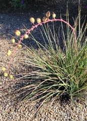 Hesperaloe parviflora