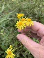 Senecio brigalowensis
