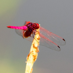 Trithemis aurora