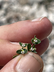 Euphorbia polycarpa