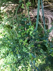 Coprosma quadrifida