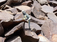 Crotaphytus bicinctores