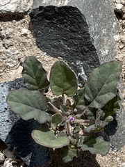 Nyctaginaceae