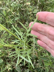 Senecio brigalowensis