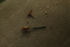 Carex chordorrhiza