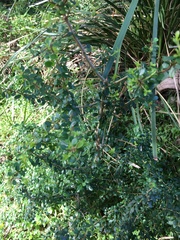 Coprosma quadrifida