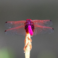 Trithemis aurora