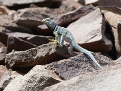 Crotaphytus bicinctores