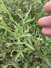 Senecio brigalowensis