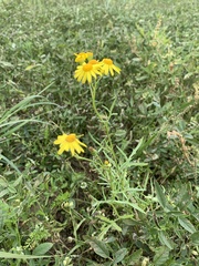 Senecio brigalowensis