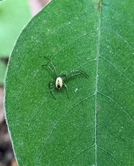 Mangora