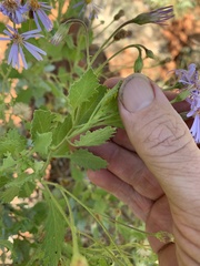 Olearia xerophila