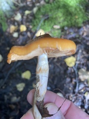 Cortinarius mucosus