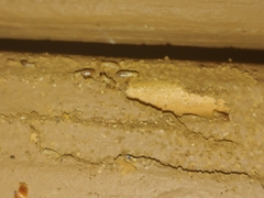 Reticulitermes hesperus