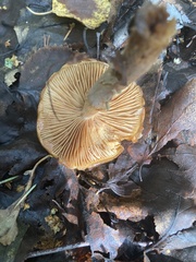 Cortinarius mucosus