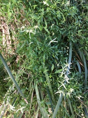 Clematis microphylla