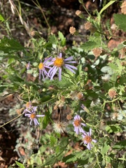 Olearia xerophila
