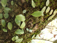 Lemmaphyllum microphyllum