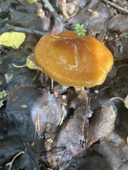 Cortinarius mucosus