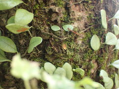 Lemmaphyllum microphyllum