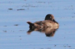 Aythya affinis