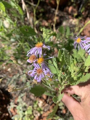 Olearia xerophila