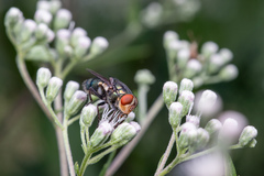 Cochliomyia
