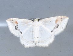 Asthena undulata
